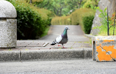 日本の鳥「鳩」