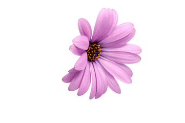 beautiful purple osteospermum or african daisy pink flower isolated on white