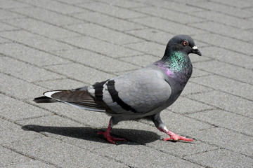 鳩　