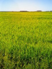 Rice fields in the South of Brazil (Uruguaiana, Rio Grande do Sul)