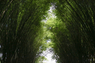 The Bamboo Forest of Thailand