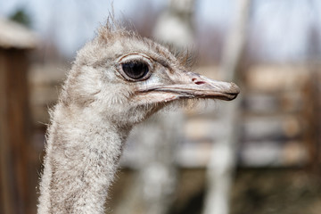 head of an ostrich