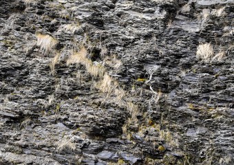 closeup of natural rock with small plants growing in the crevices, for backgrounds