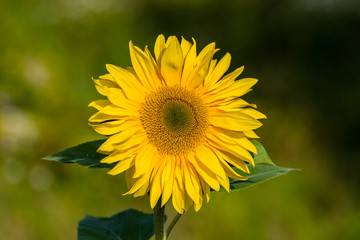 Fleur de Tournesol