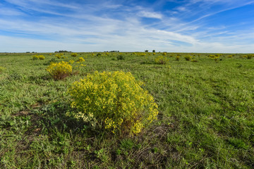 Fototapeta na wymiar Spring season landscape, La Pampa