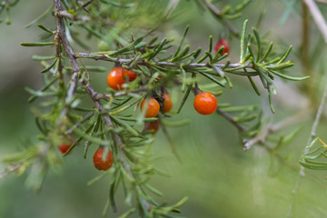 Wild fruits, in La Pampa, Argentina