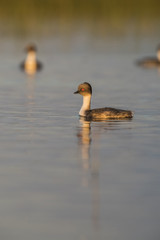 Silvery Grebe , Patagonia, Argentina