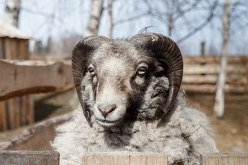 Head of ram