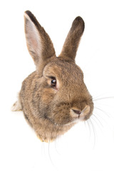 Obraz premium brown rabbit