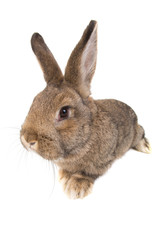brown rabbit