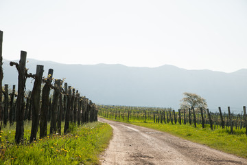 Obraz premium Vineyard on sunny day in early spring in western Slvenia euope