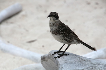 Galapagos-Spottdrosseln