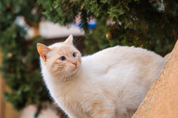 Naklejka na ściany i meble Jolie chat blanc et roux avec les yeux bleus dans la rue.