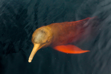 A rare pink dolphin "boto cor de rosa" swimming on the Negro River in the Brazilian Amazon. © Imago Photo