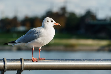 Seagull Portrait