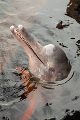 A rare pink dolphin 
