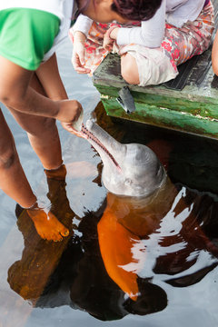 A rare pink dolphin eating fish from the hand of a biologist in a conservation unit on the Rio Negro in the Brazilian Amazon