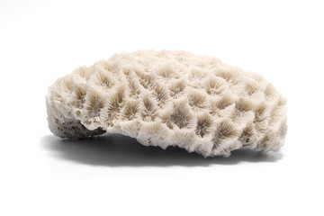 White coral background texture.