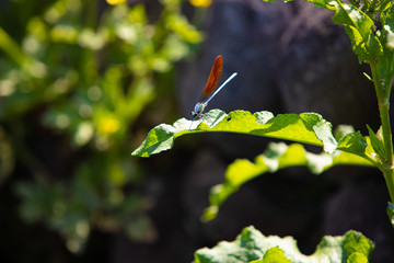 ニホンカワトンボ
