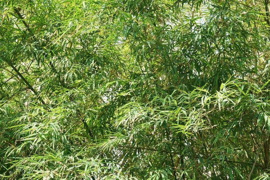 fresh green bamboo leaves in nature garden