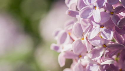 Obraz premium Floral lilac background for a holiday summer card