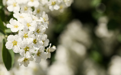 Obraz premium White garden flowers and a green garden. Wedding Festive Card