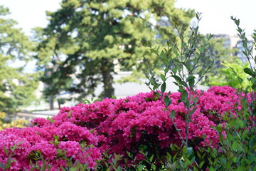 Obraz premium 春の花