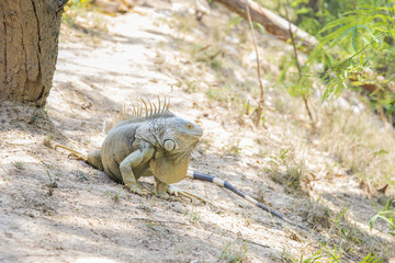 Wild giant iguana in zoo,