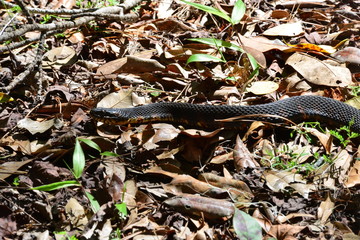 A snake in the shadow of sunlight in South Carolina in the USA
