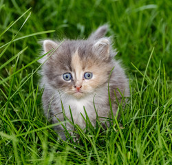 Naklejka na ściany i meble Kitten sits on the grass.