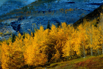 Aspens in Fall 2