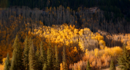 White River Aspens