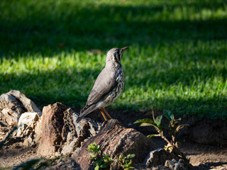 Bird