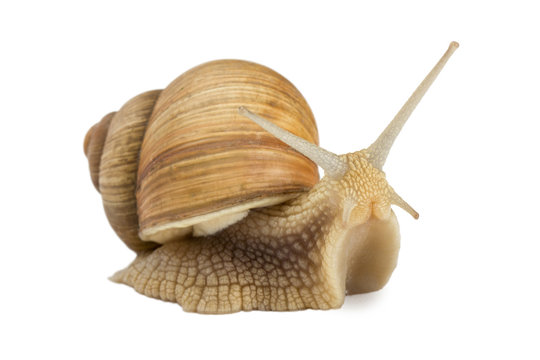 Garden snail isolated on white