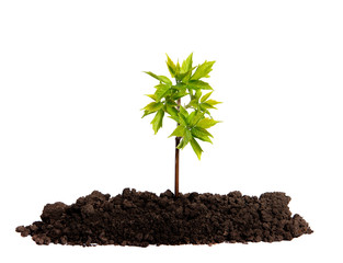 Sprout growing in the soil on an isolated white background