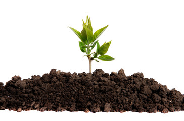 Sprout growing in the soil on an isolated white background