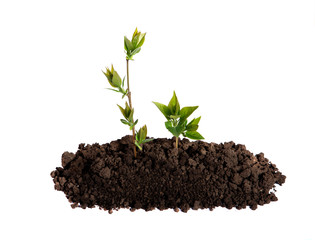Sprout growing in the soil on an isolated white background