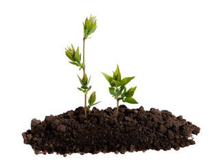 Sprout growing in the soil on an isolated white background