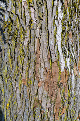 Poplar Structures