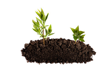 Sprout growing in the soil on an isolated white background