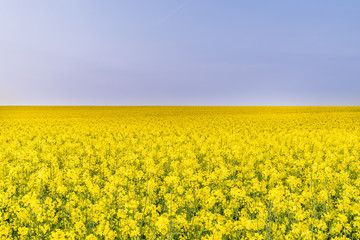 Fototapeta premium pola rzepaku