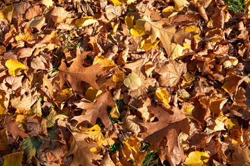 yellow, green, golden leaves of a maple branch in autumn