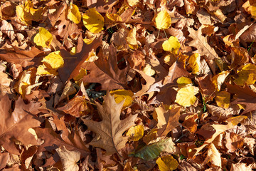 yellow, green, golden leaves of a maple branch in autumn