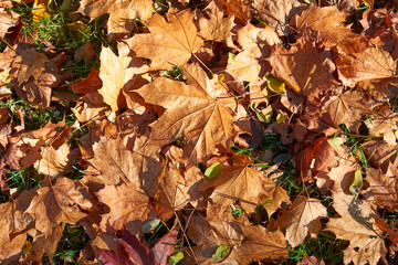 yellow, green, golden leaves of a maple branch in autumn