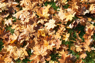yellow, green, golden leaves of a maple branch in autumn