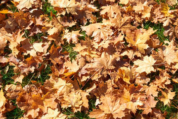 yellow, green, golden leaves of a maple branch in autumn