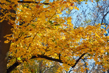 yellow, green, golden leaves of a maple branch in autumn