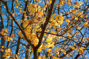 yellow, green, golden leaves of a maple branch in autumn