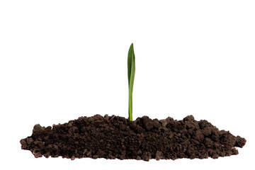 Sprout growing in the soil on an isolated white background