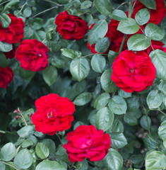 Roses on green background. Pattern